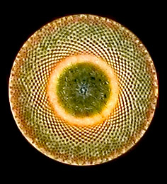manejo nutricion enfermeria manejo nutricion parenteral enfermeria