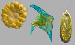 Other micro algae